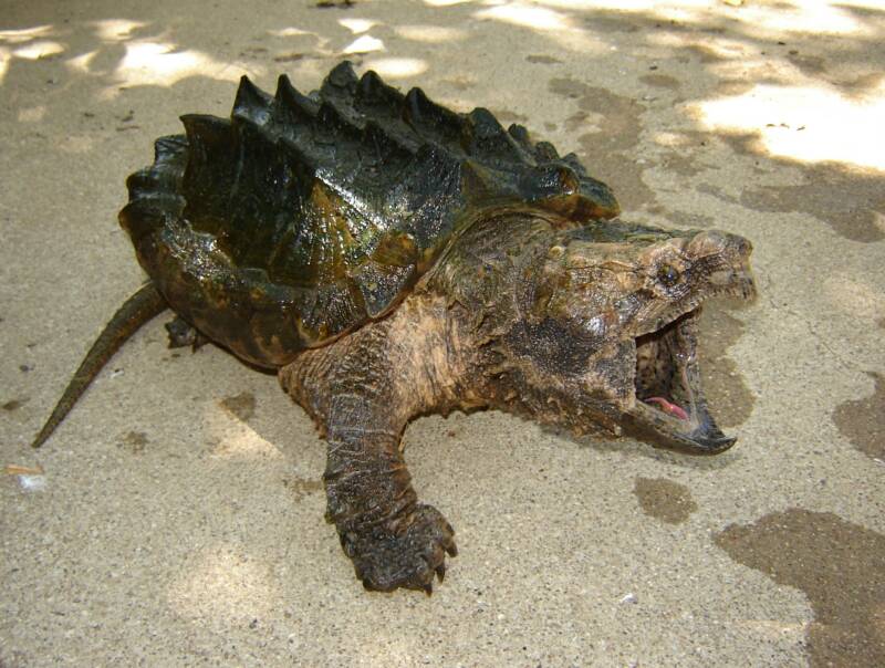 High Resolution Wallpaper | Alligator Snapping Turtle 800x604 px
