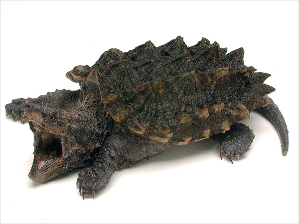 Alligator Snapping Turtle #17