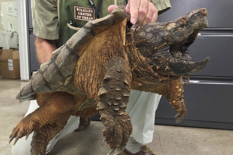Alligator Snapping Turtle #15
