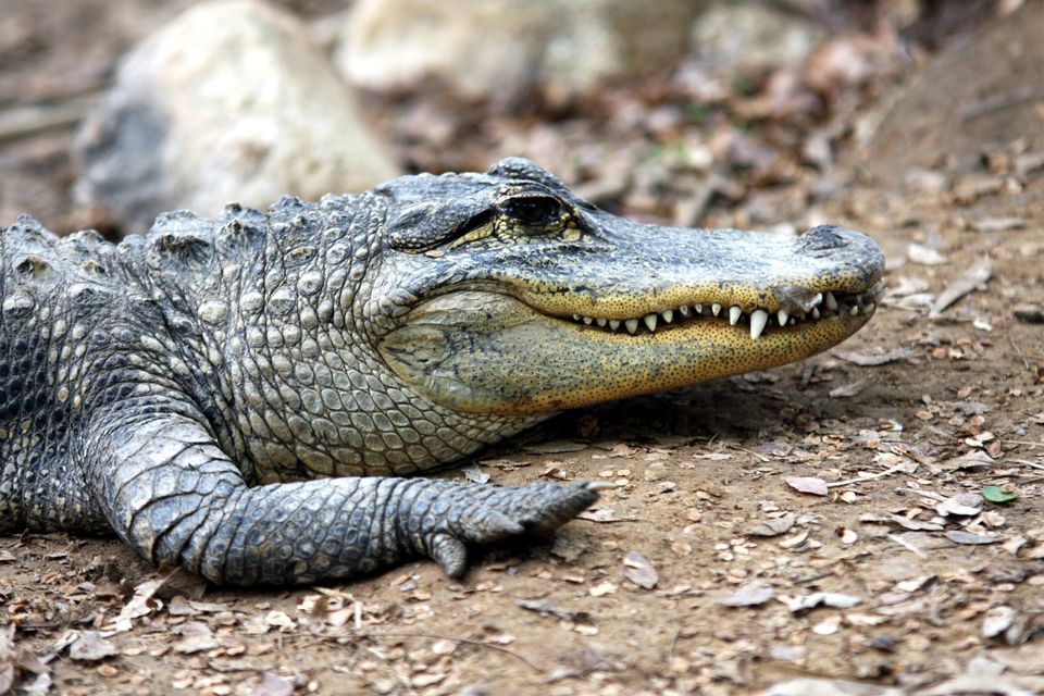 Alligator wearing a vest tonino cardamone petrolio investing