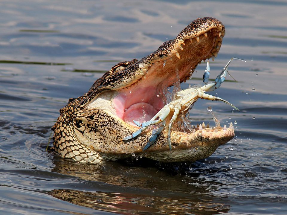 Alligator #8