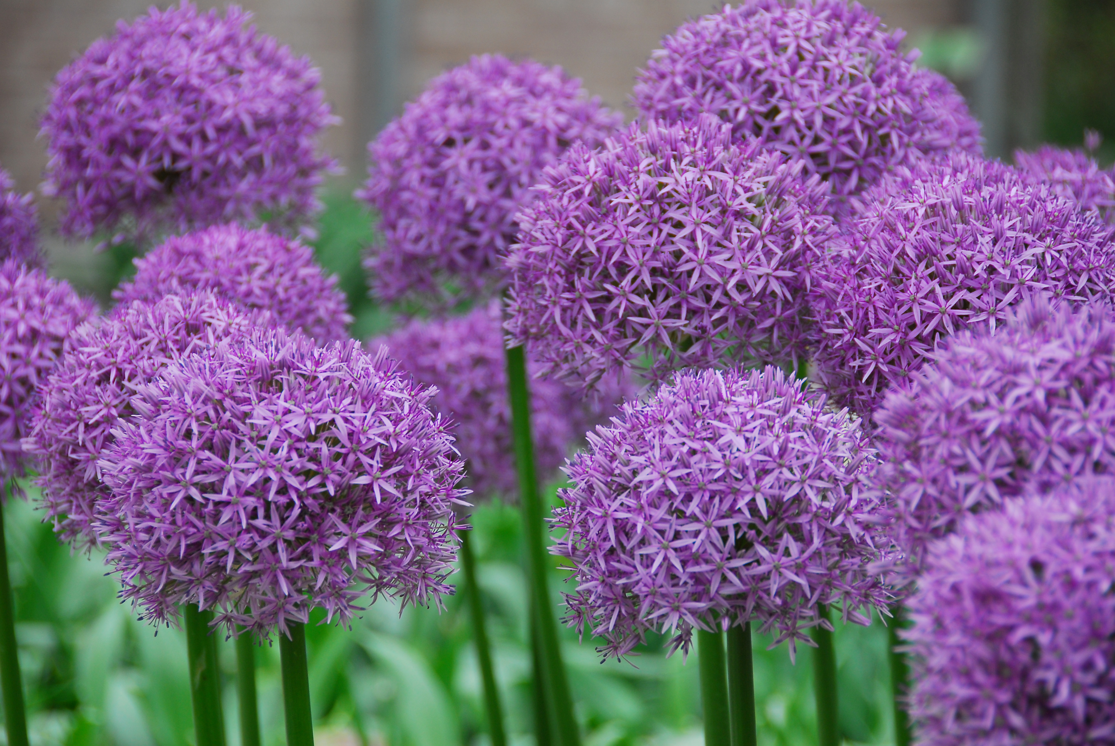 Allium High Quality Background on Wallpapers Vista