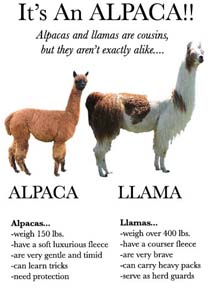 Alpaca High Quality Background on Wallpapers Vista