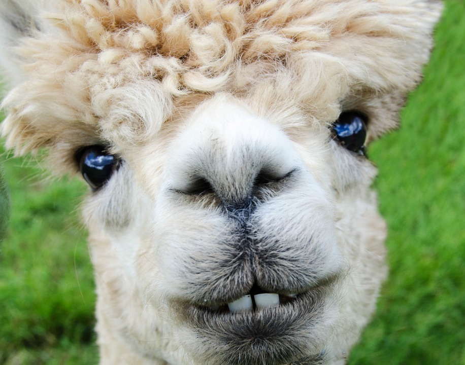 Alpaca High Quality Background on Wallpapers Vista