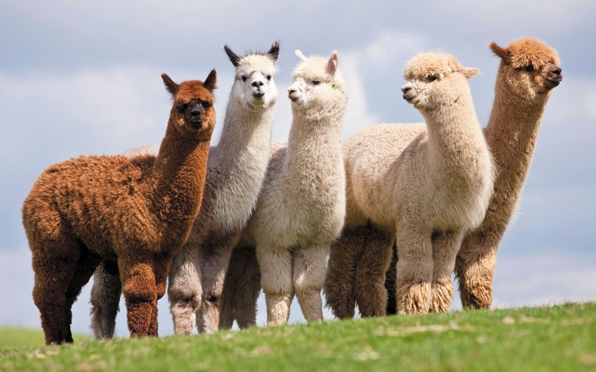 Amazing Alpaca Pictures & Backgrounds