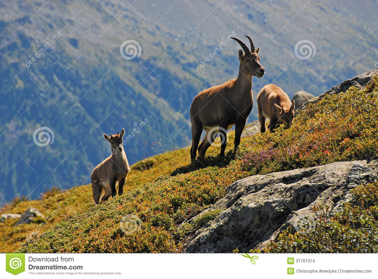 Images of Alpine Ibex | 1300x960