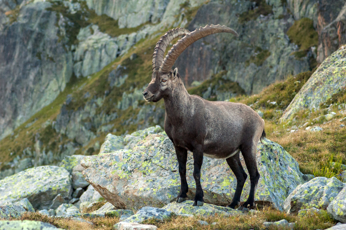 Images of Alpine Ibex | 1200x798