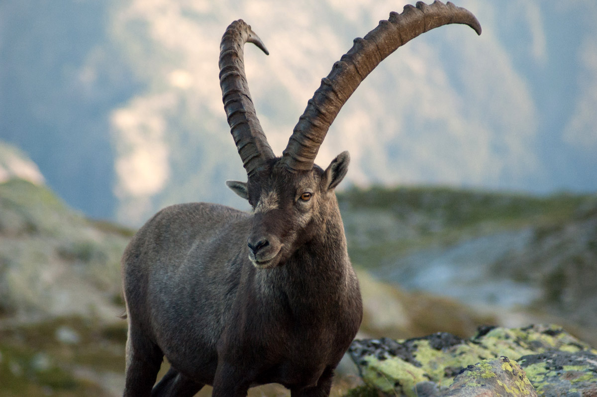 Alpine Ibex Backgrounds on Wallpapers Vista