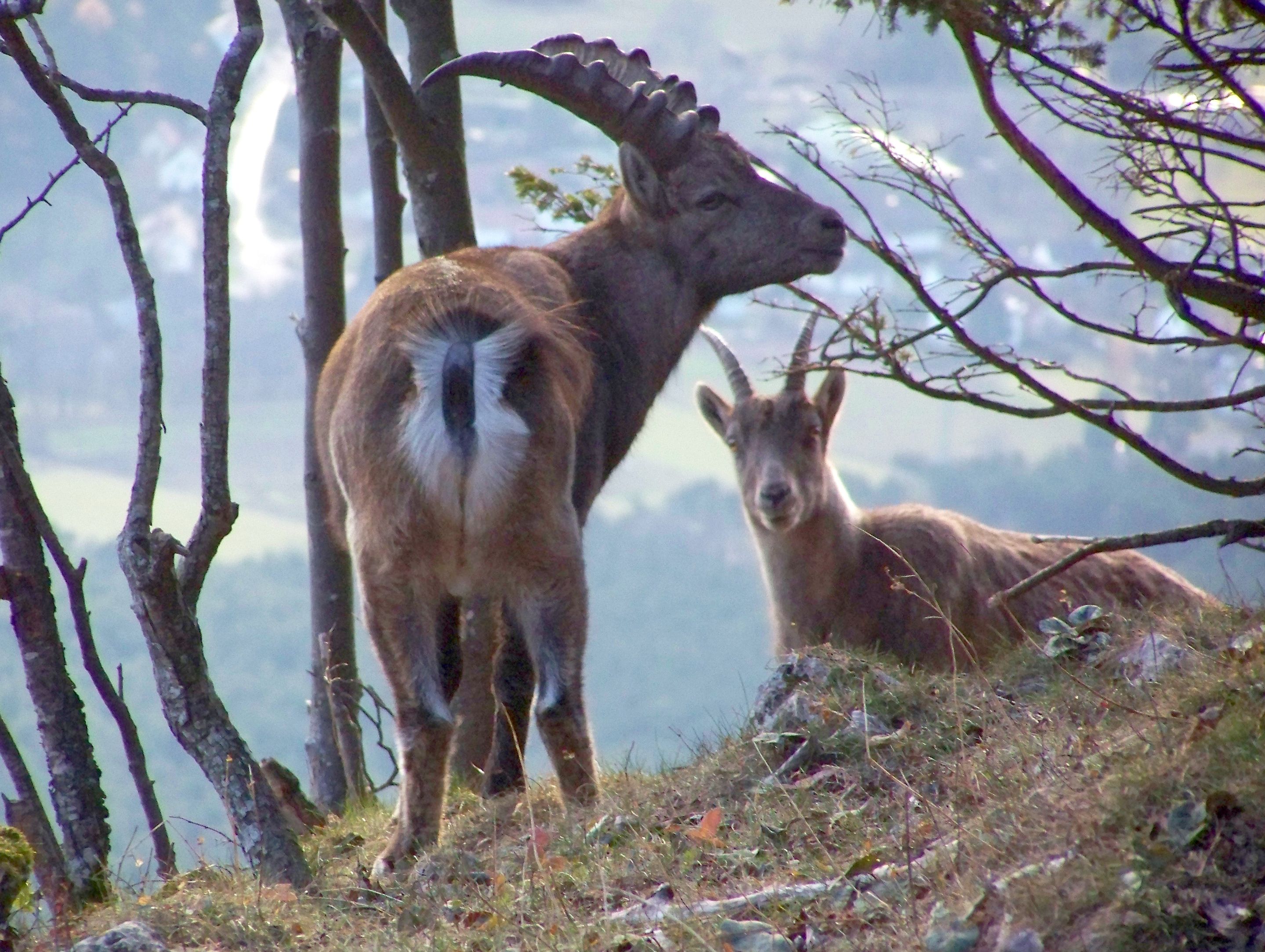 Alpine Ibex Pics, Animal Collection