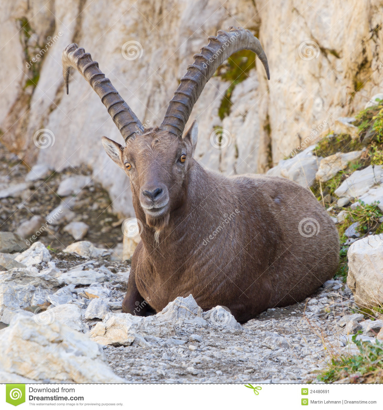 Alpine Ibex Backgrounds on Wallpapers Vista