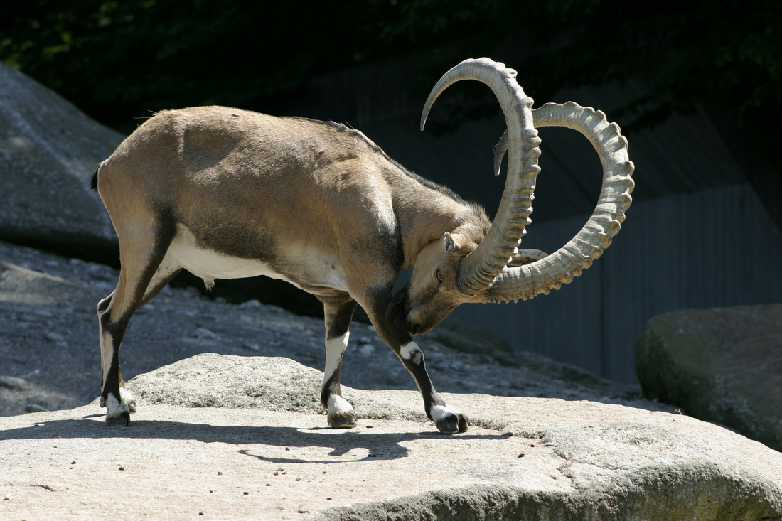 Alpine Ibex Pics, Animal Collection