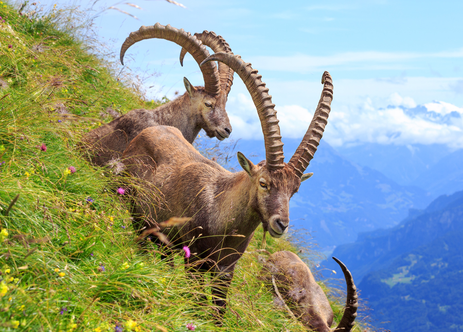 Nice Images Collection: Alpine Ibex Desktop Wallpapers