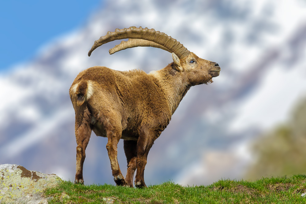 Amazing Alpine Ibex Pictures & Backgrounds
