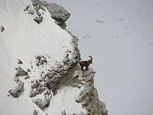 Alpine Ibex HD wallpapers, Desktop wallpaper - most viewed