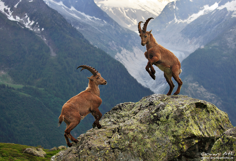 Alpine Ibex High Quality Background on Wallpapers Vista