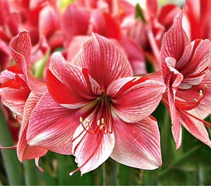 HD Quality Wallpaper | Collection: Earth, 425x375 Amaryllis