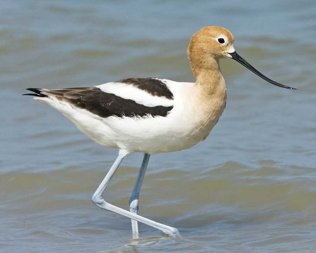 Nice Images Collection: American Avocet Desktop Wallpapers