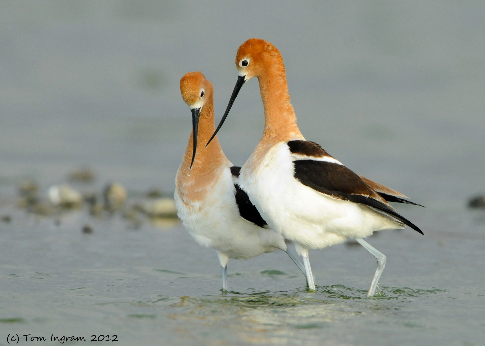 American Avocet High Quality Background on Wallpapers Vista