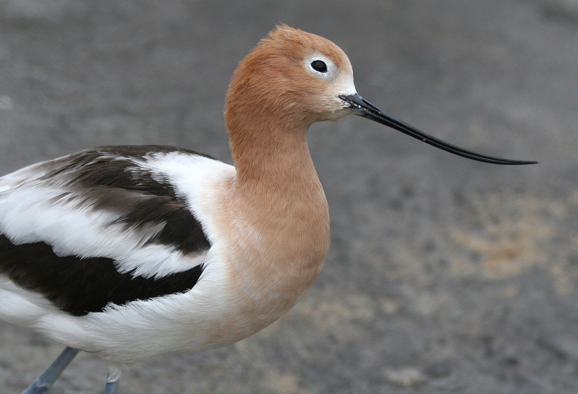 HD Quality Wallpaper | Collection: Animal, 2260x1542 American Avocet