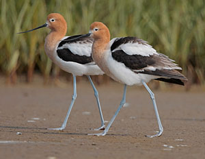 American Avocet High Quality Background on Wallpapers Vista