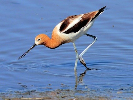 Nice Images Collection: American Avocet Desktop Wallpapers