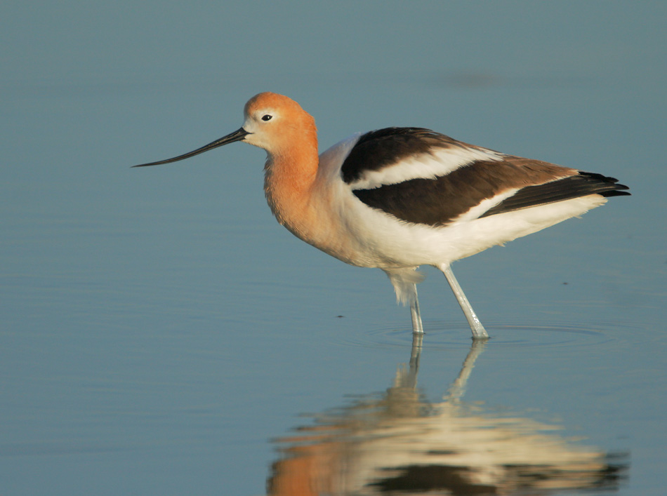 HD Quality Wallpaper | Collection: Animal, 950x707 American Avocet