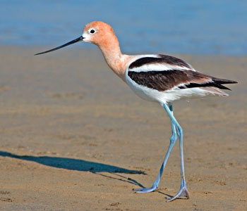 HD Quality Wallpaper | Collection: Animal, 350x300 American Avocet