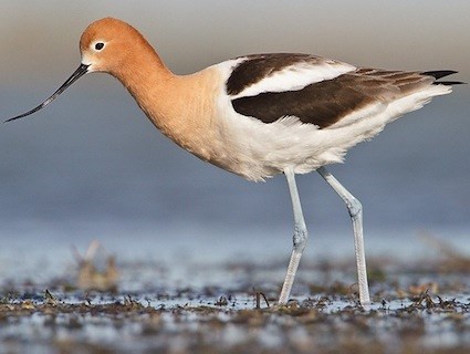 Images of American Avocet | 425x320