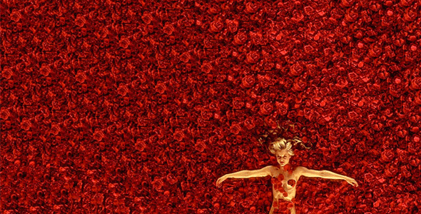 American Beauty Backgrounds, Compatible - PC, Mobile, Gadgets| 590x300 px