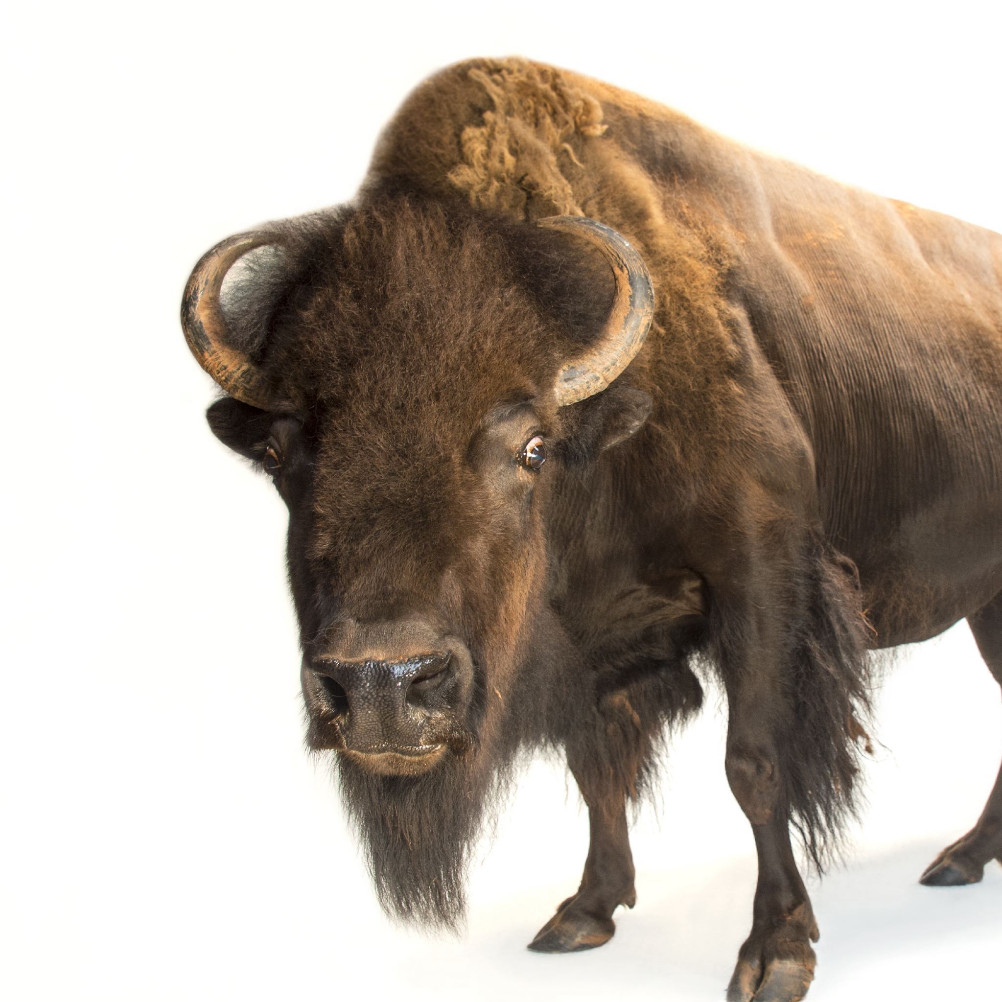 American Bison High Quality Background on Wallpapers Vista