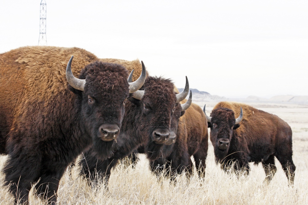 Nice wallpapers American Bison 1200x800px