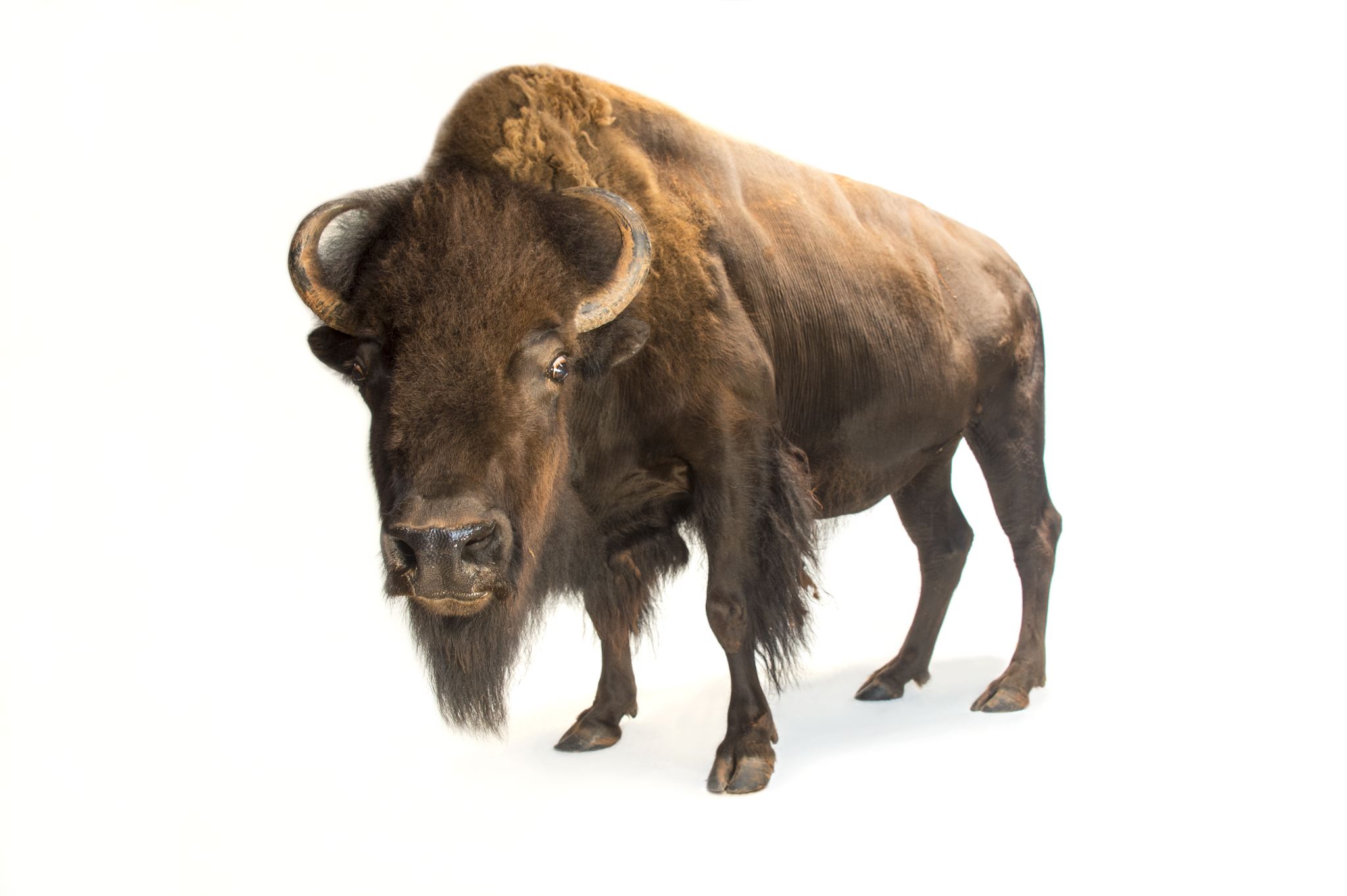 2048x1363 > American Bison Wallpapers