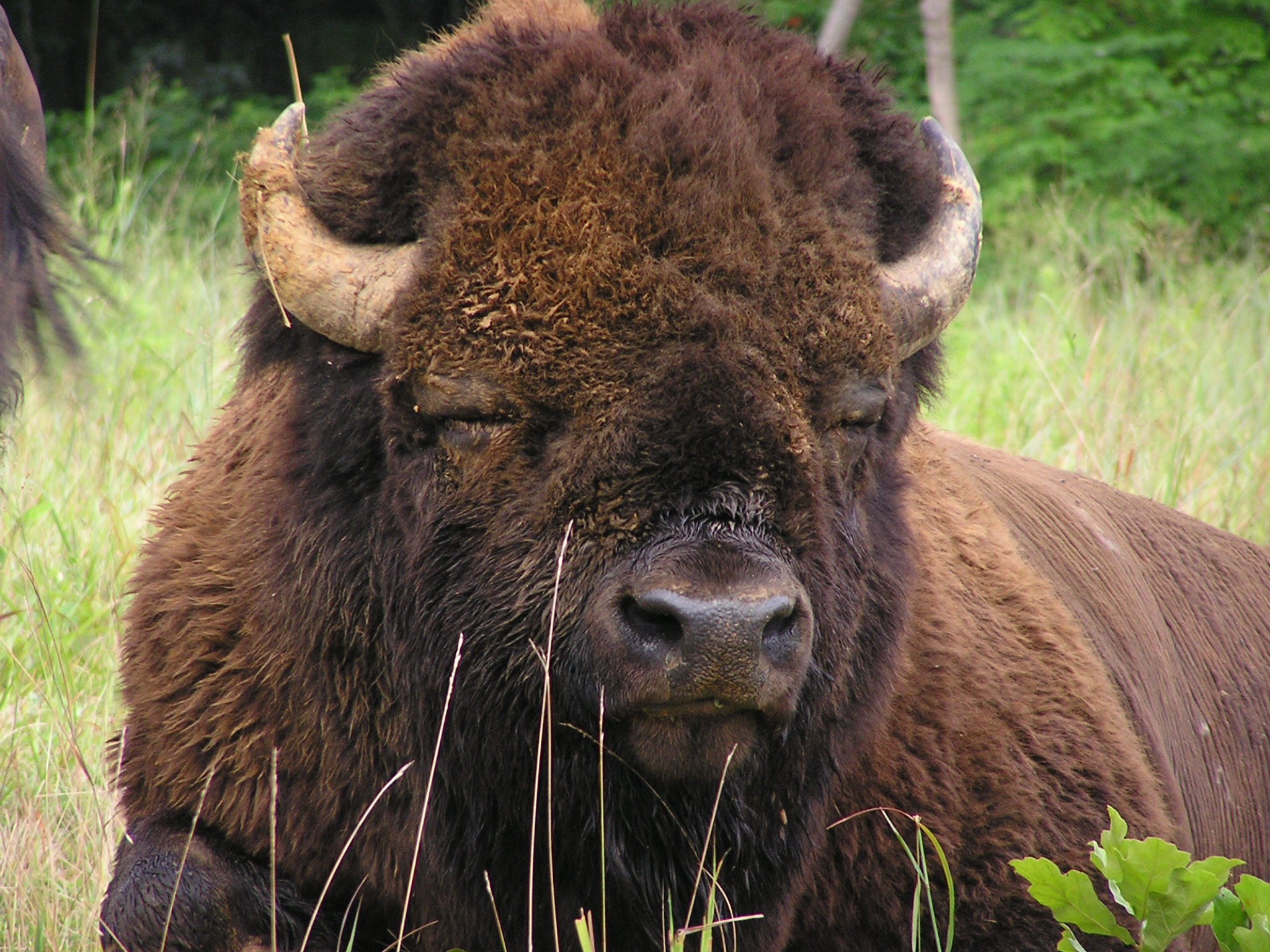HQ American Bison Wallpapers | File 767.01Kb