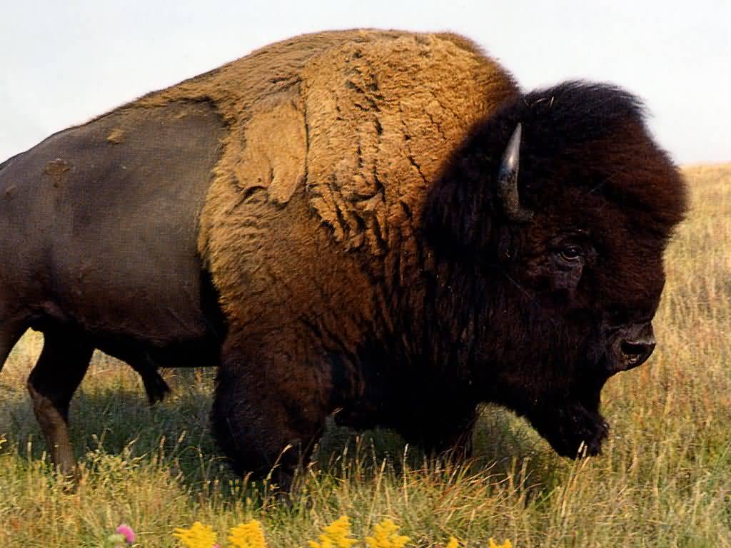 1024x768 > American Bison Wallpapers