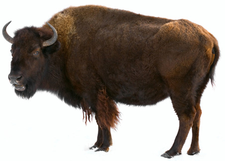 American Bison High Quality Background on Wallpapers Vista