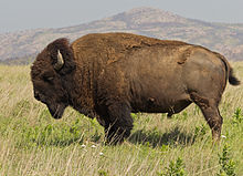American Bison Backgrounds on Wallpapers Vista