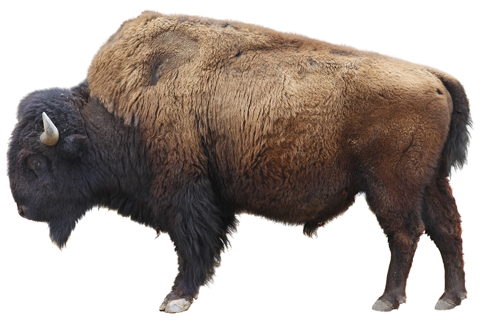 HQ American Bison Wallpapers | File 498.26Kb