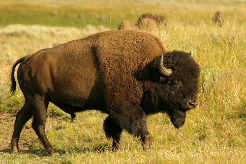 Images of American Bison | 500x334
