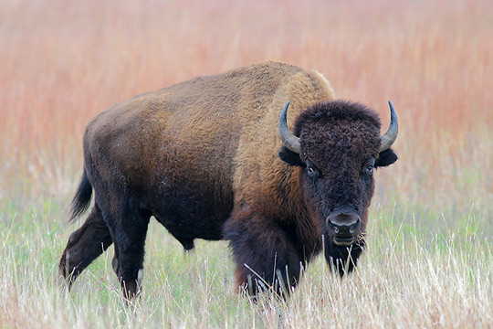 HD Quality Wallpaper | Collection: Animal, 540x360 American Bison