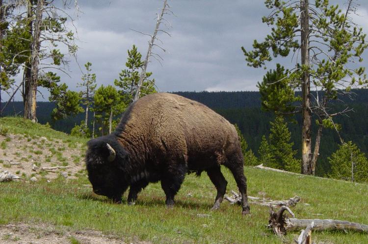 American Bison Backgrounds, Compatible - PC, Mobile, Gadgets| 750x498 px