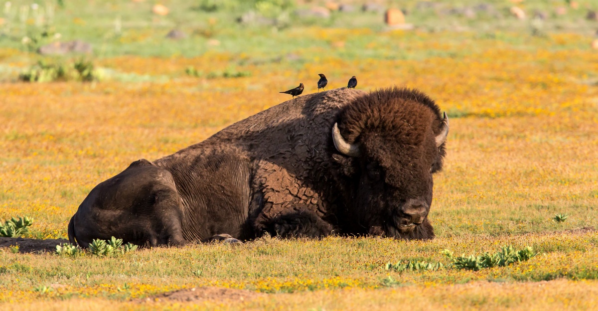 HQ American Bison Wallpapers | File 298.76Kb