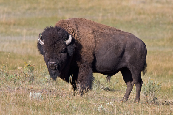 580x387 > American Bison Wallpapers