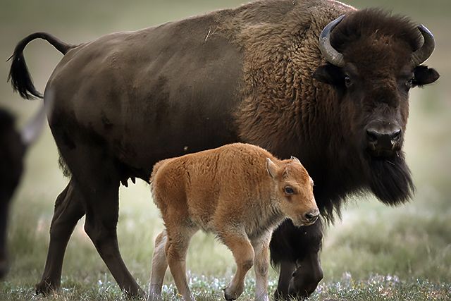 640x427 > American Bison Wallpapers
