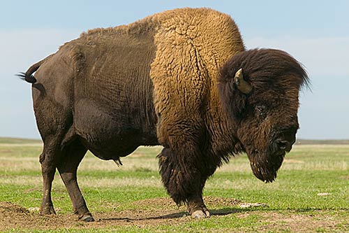 Nice Images Collection: American Bison Desktop Wallpapers