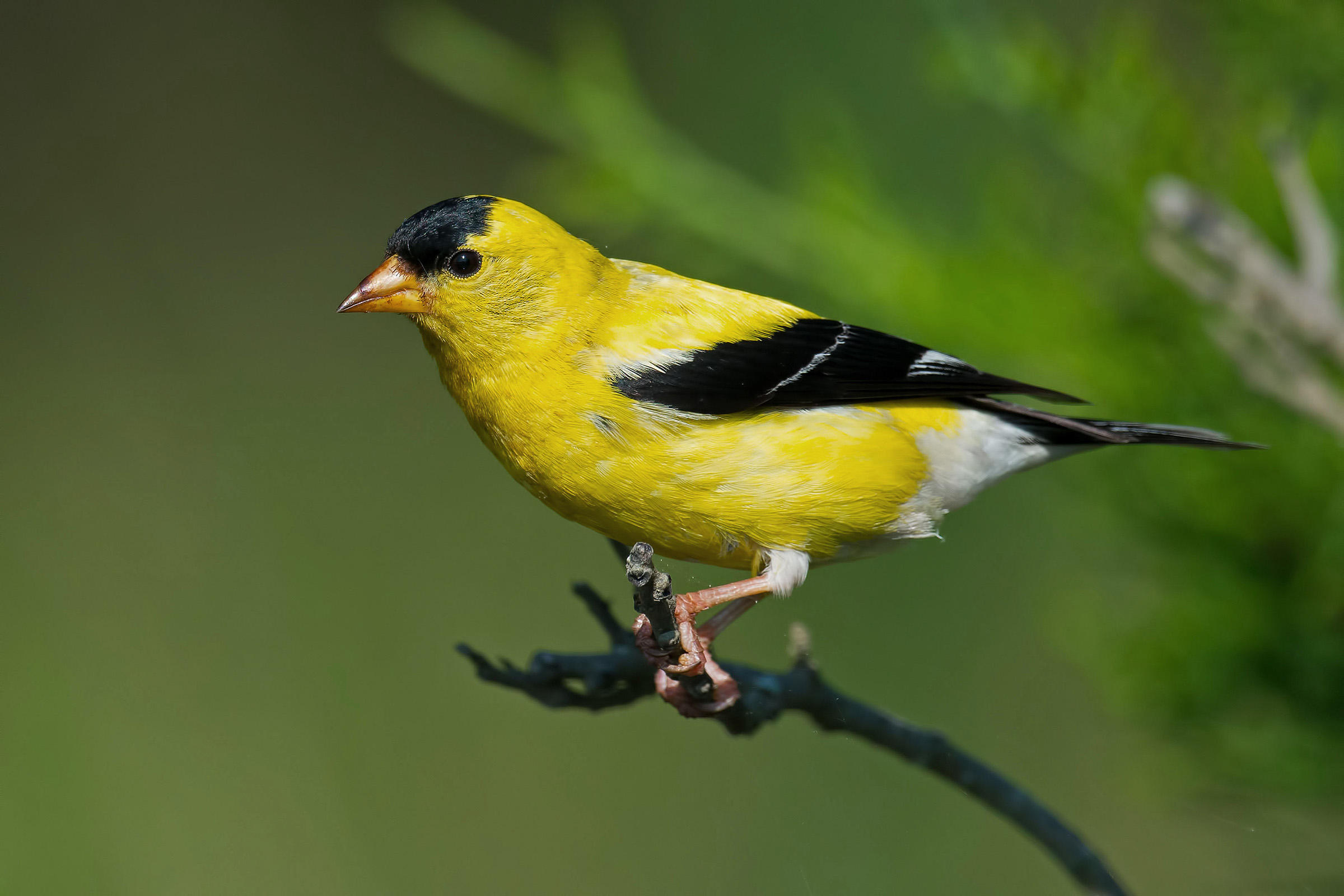 Goldfinch Pics, Animal Collection