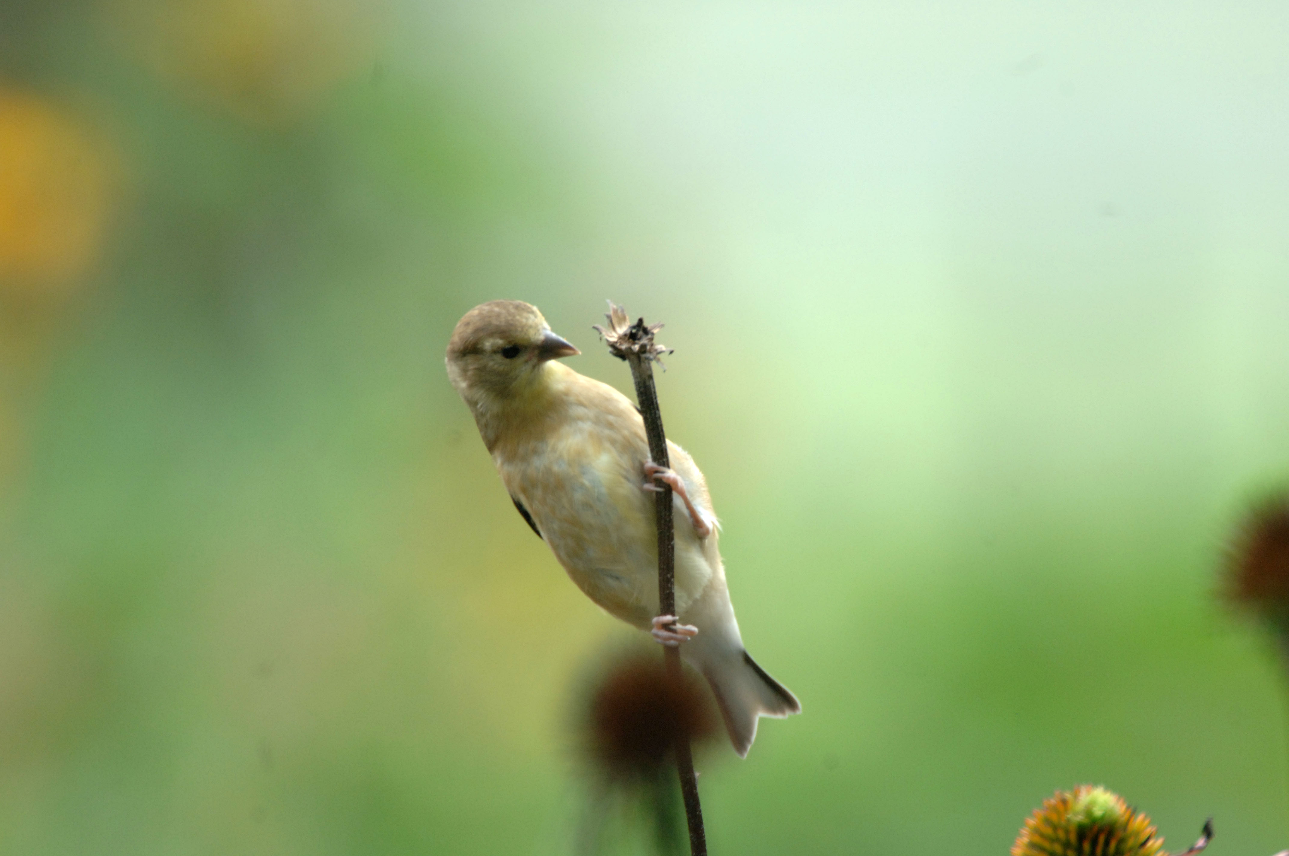 American Goldfinch High Quality Background on Wallpapers Vista