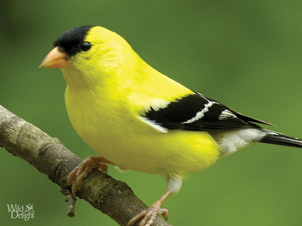 Images of American Goldfinch | 1024x768