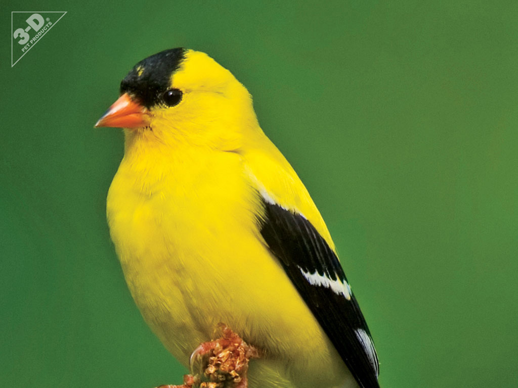 Nice Images Collection: American Goldfinch Desktop Wallpapers