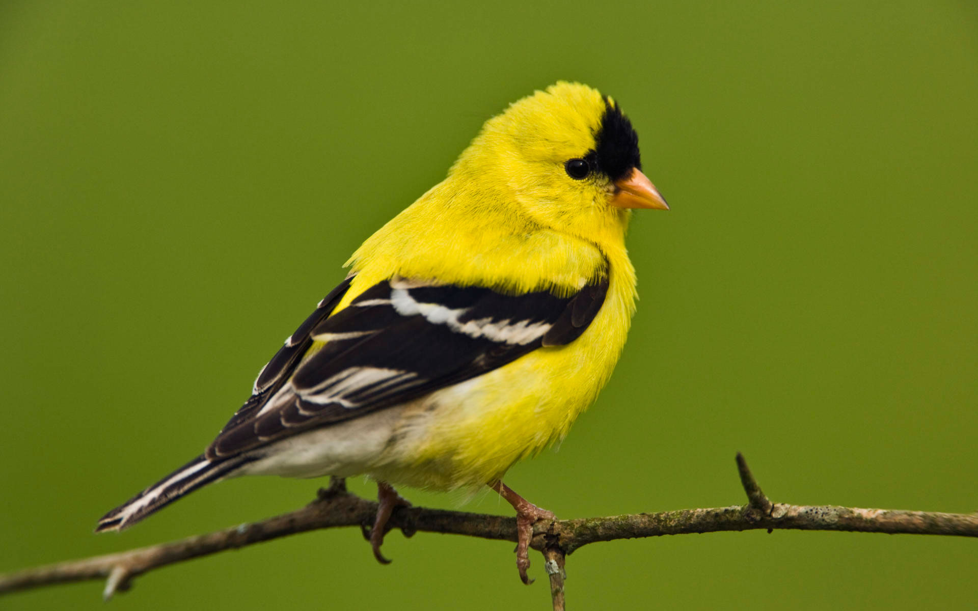 HD Quality Wallpaper | Collection: Animal, 1920x1200 American Goldfinch