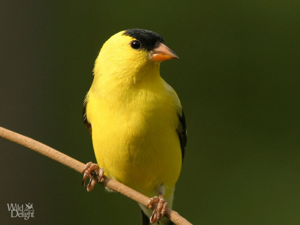 Nice Images Collection: American Goldfinch Desktop Wallpapers